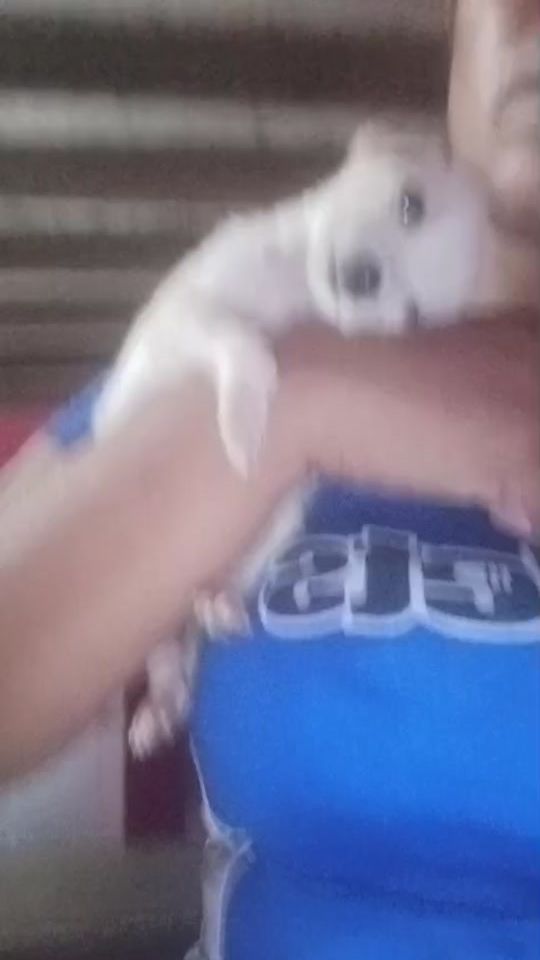 TikTok video thumbnail by seamossuvoz