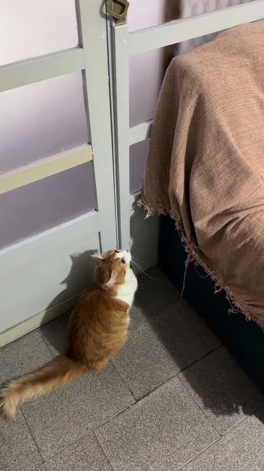 TikTok video thumbnail by renanrequelme