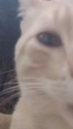 TikTok video thumbnail by editsssss750