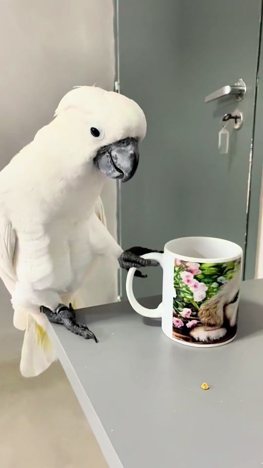 TikTok video thumbnail by zoofozoficial