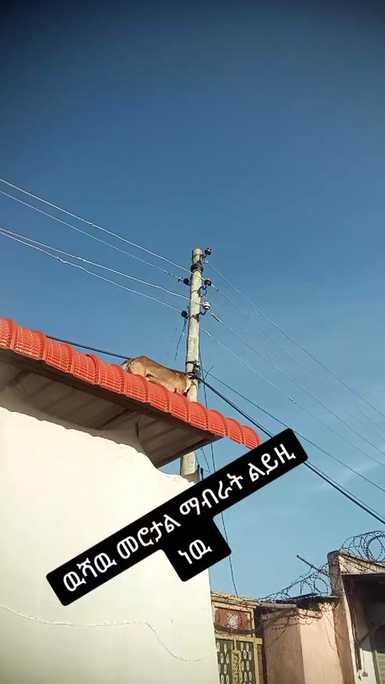 TikTok video thumbnail by wdgeew