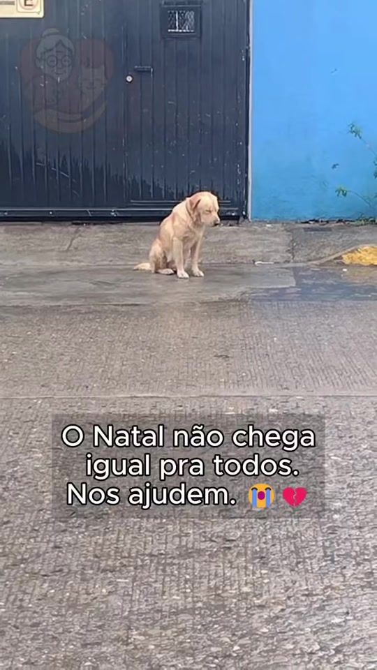 TikTok video thumbnail by ajudaanimal0