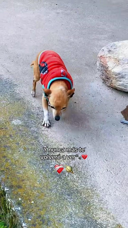 TikTok video thumbnail by arieee.l
