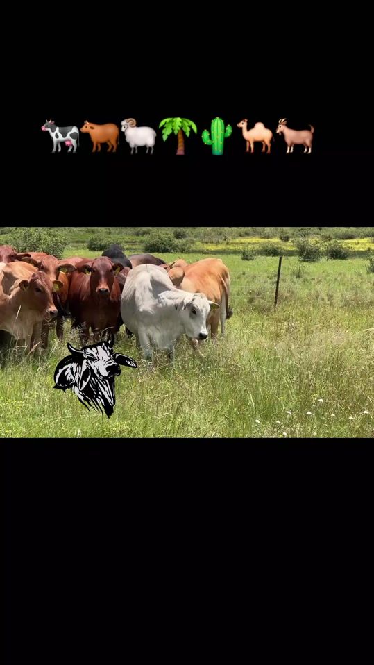 TikTok video thumbnail by _son_african