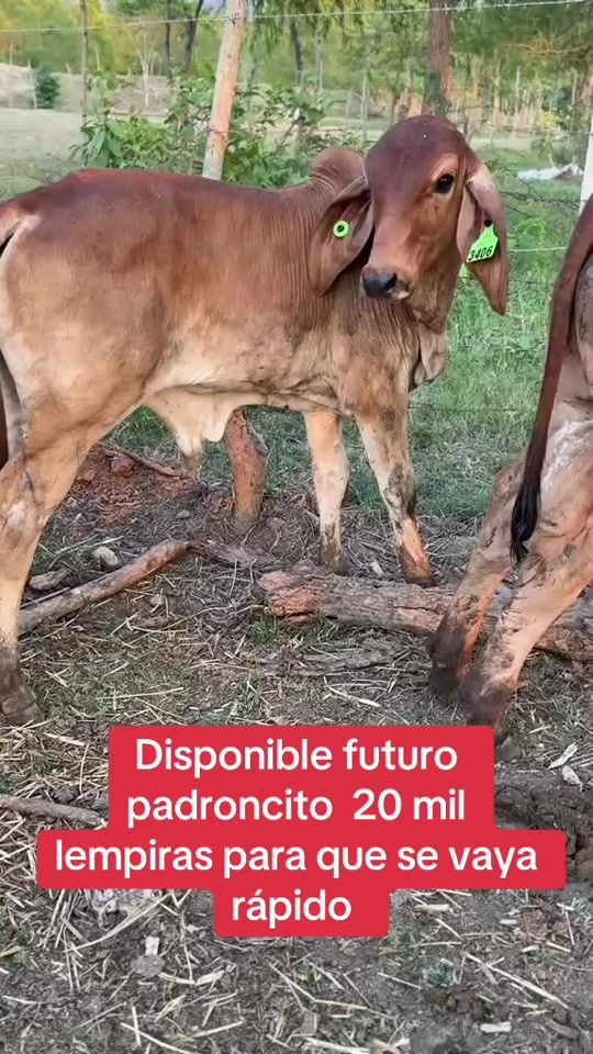 TikTok video thumbnail by 9480_4300