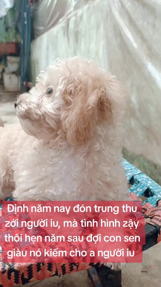 TikTok video thumbnail by khongcoten_631