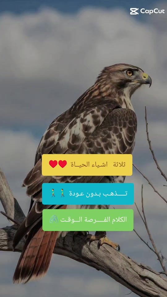TikTok video thumbnail by ans61631vu5