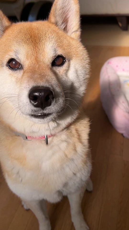 TikTok video thumbnail by mocoty555