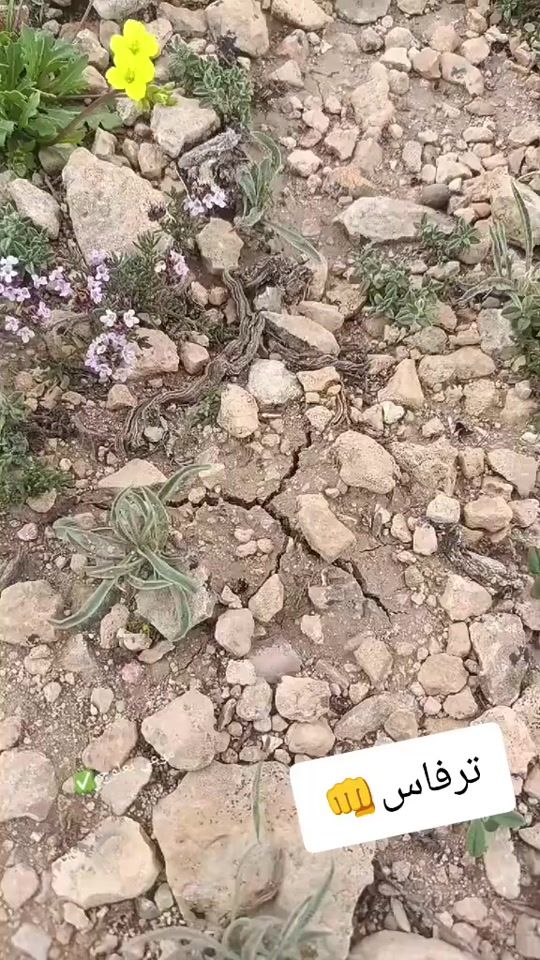 TikTok video thumbnail by abdesamiebaalouj