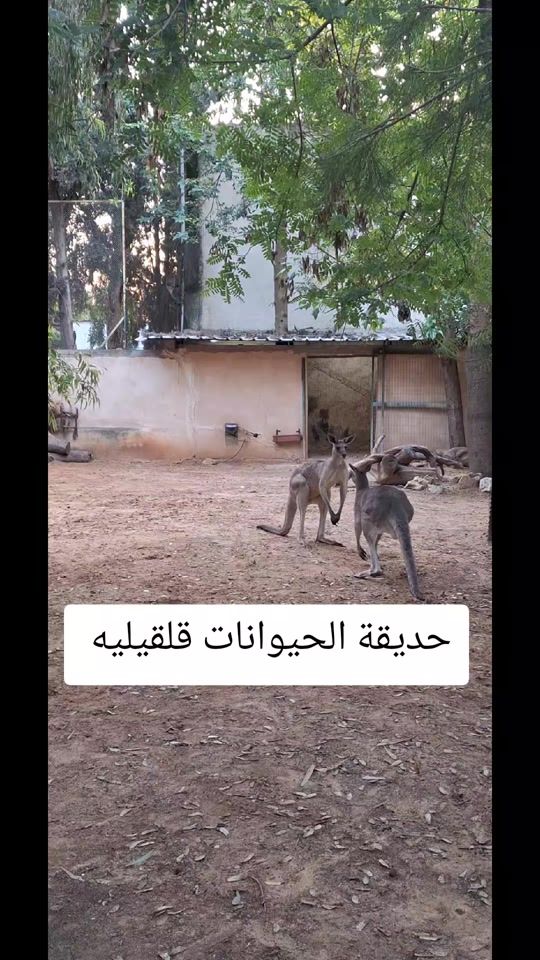 TikTok video thumbnail by mustafa.755