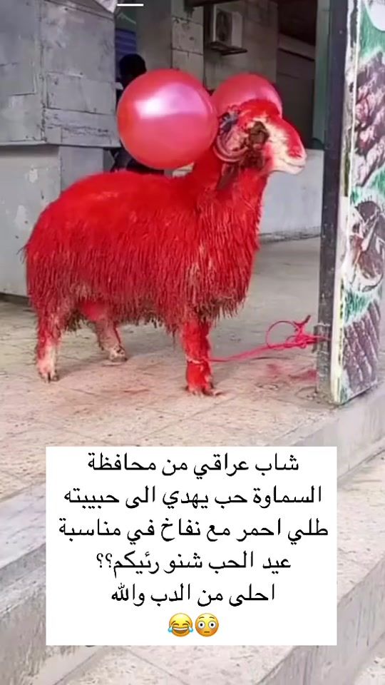 TikTok video thumbnail by amera10384