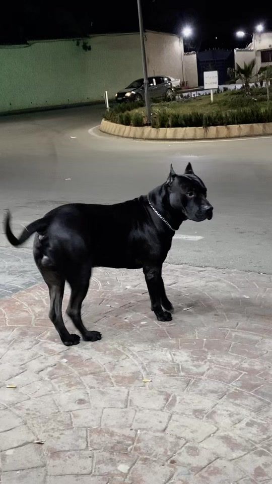 TikTok video thumbnail by _chiro_310_