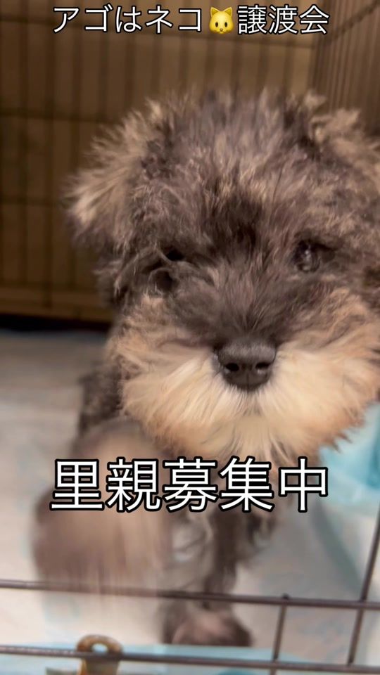 TikTok video thumbnail by ago.cat