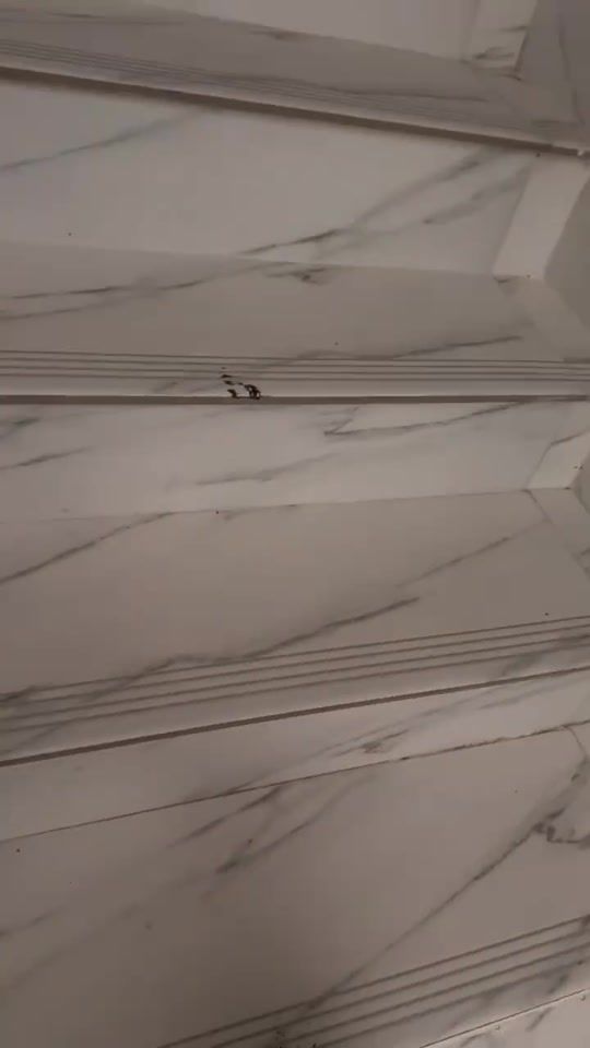 TikTok video thumbnail by am_store701