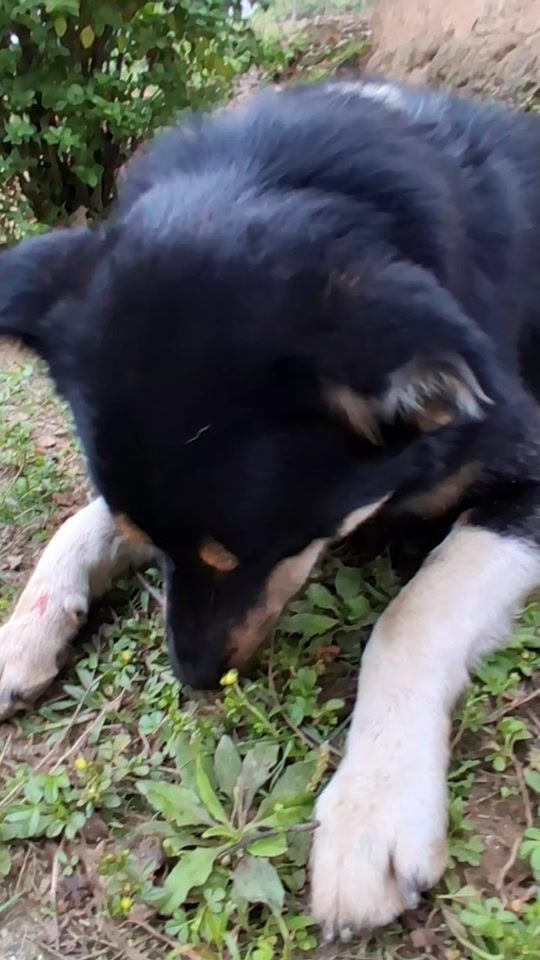 TikTok video thumbnail by megrajdarjee