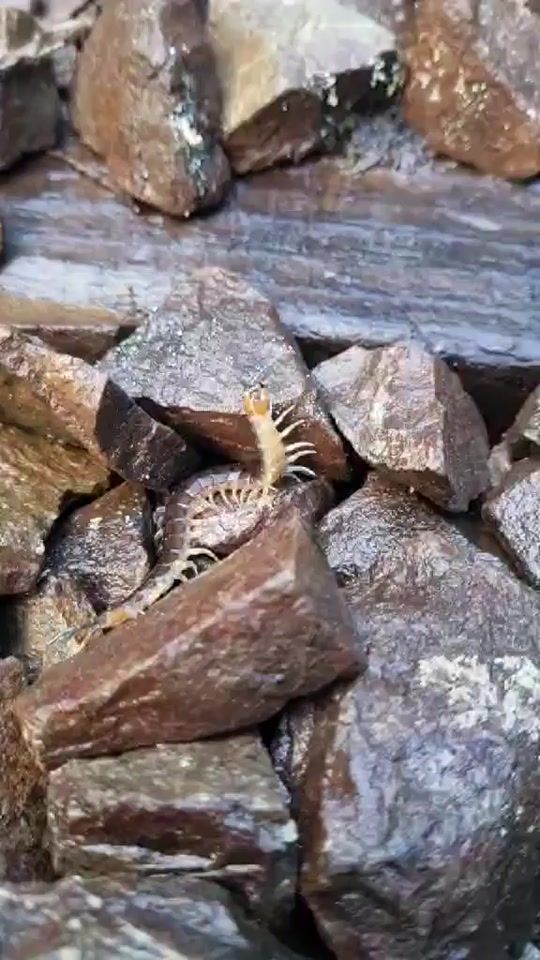 TikTok video thumbnail by rotoruacanopytours