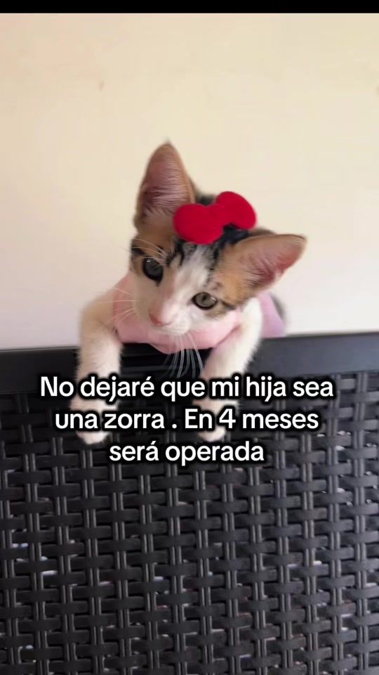 TikTok video thumbnail by karenyapolo