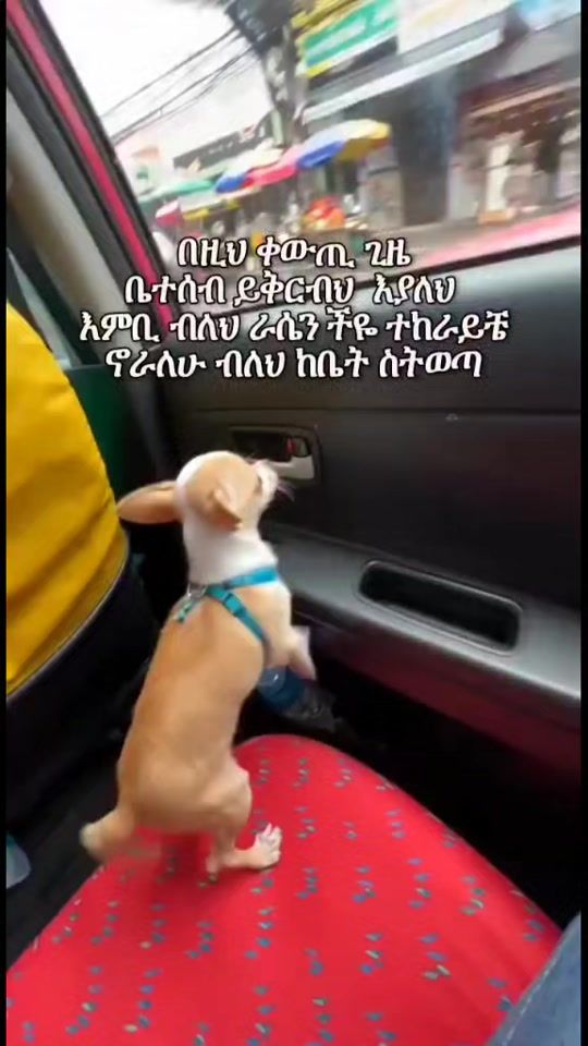 TikTok video thumbnail by alex_e_gebriel
