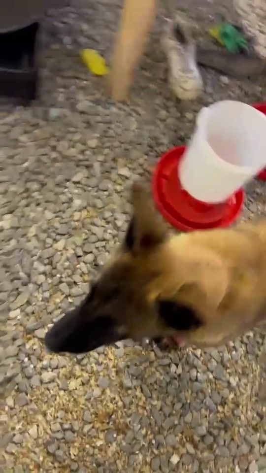 TikTok video thumbnail by premium_malinois_