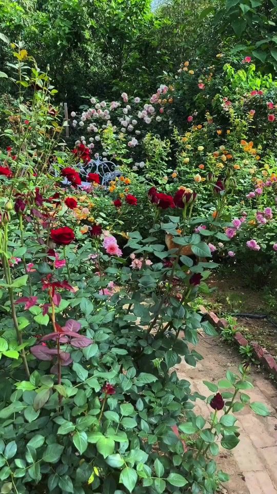 TikTok video thumbnail by flowerlovers48