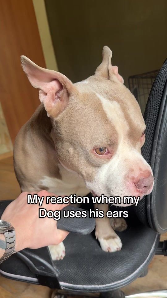 TikTok video thumbnail by david_and_dogs