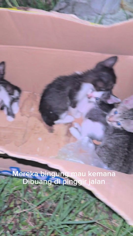 TikTok video thumbnail by kucing.yatiim