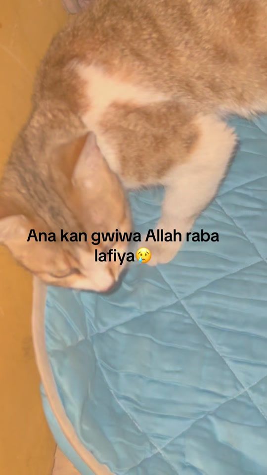 TikTok video thumbnail by fearswags