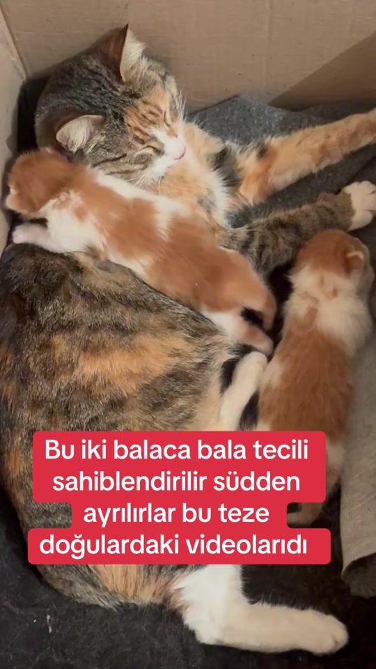 TikTok video thumbnail by esya_gasimli