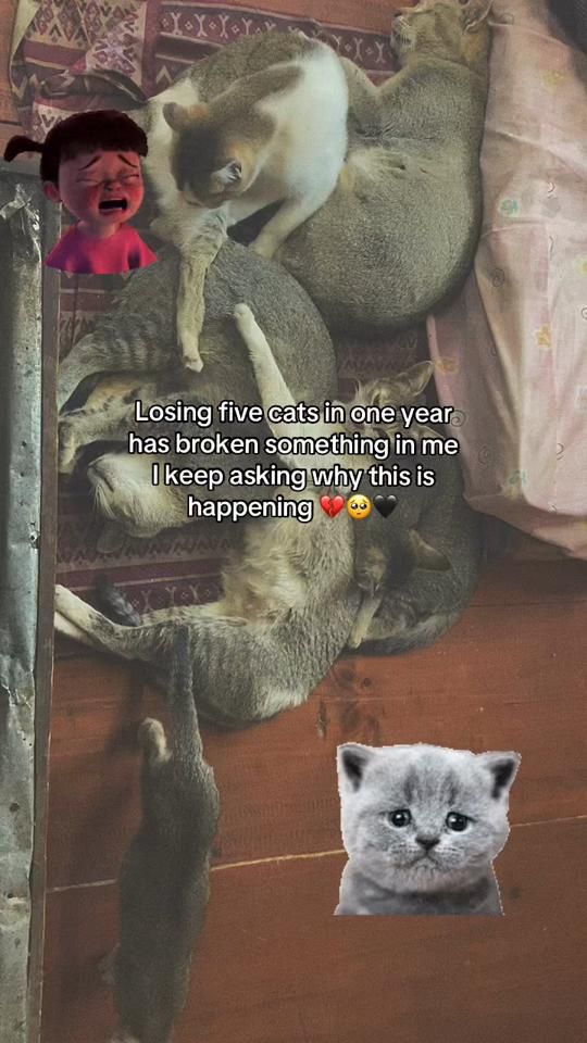 TikTok video thumbnail by karmaom529