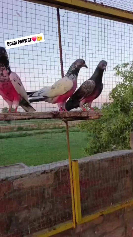 TikTok video thumbnail by usamaiqbal326