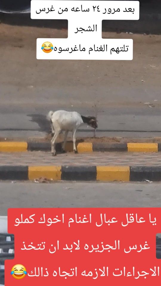 TikTok video thumbnail by user74156330886677