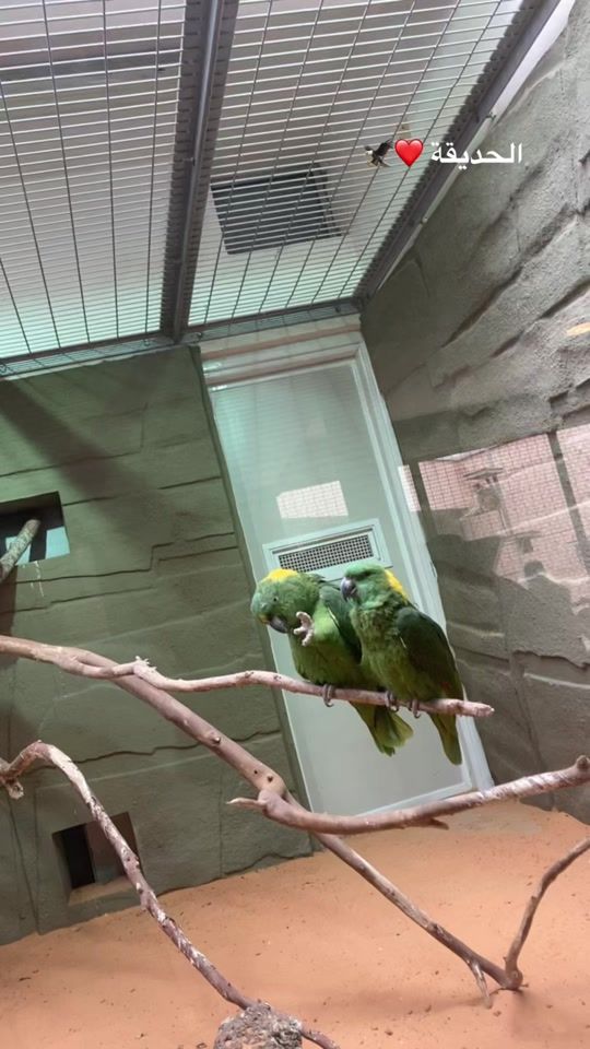 TikTok video thumbnail by birdandfish0