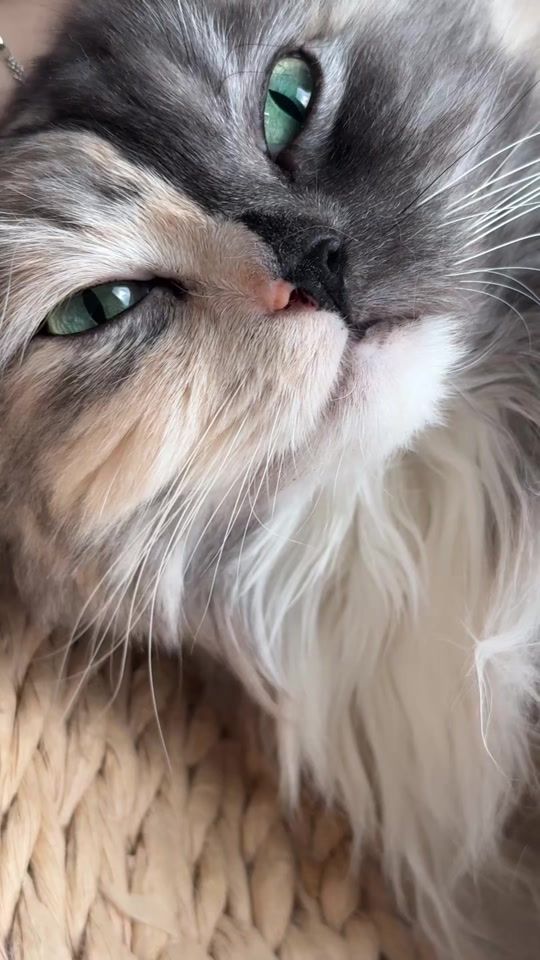 TikTok video thumbnail by geri.cat