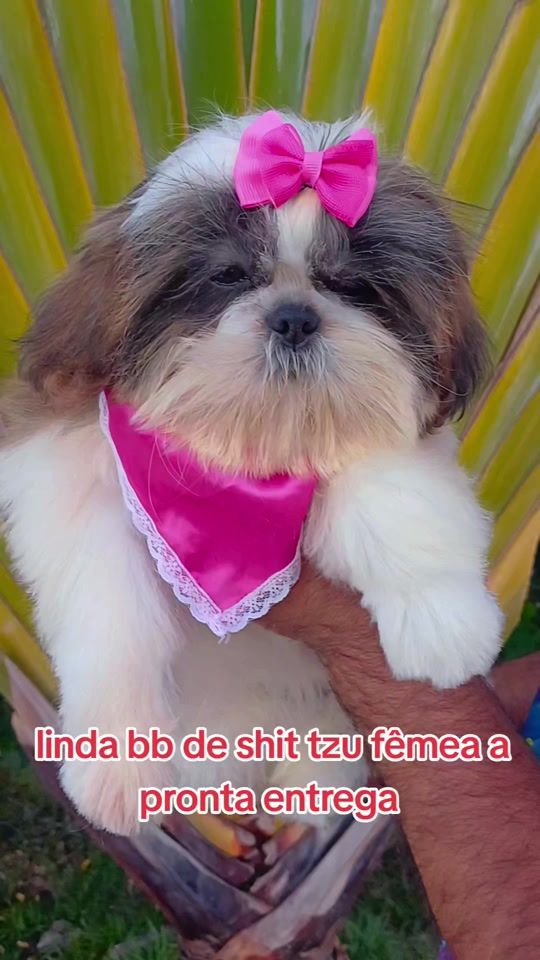 TikTok video thumbnail by fabianafarabottif