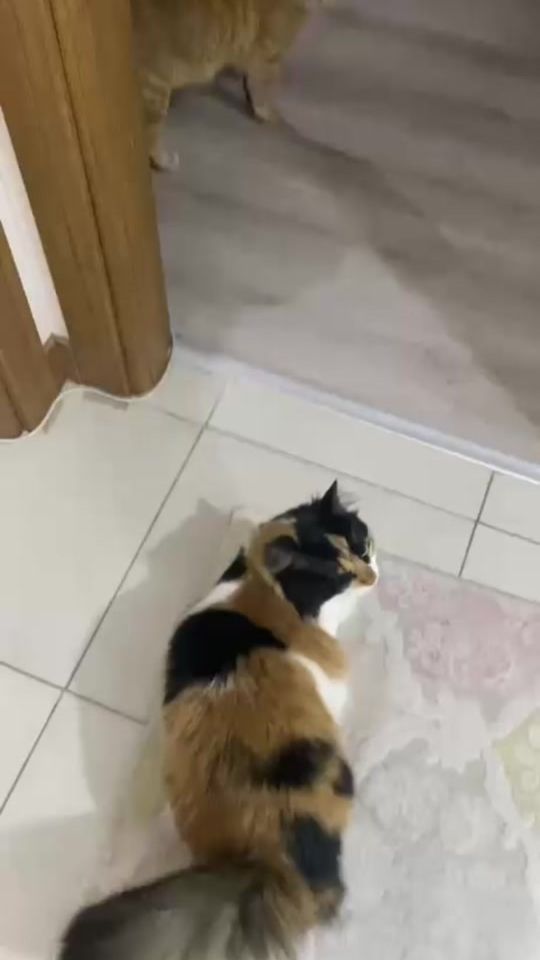TikTok video thumbnail by kenan.uyanik