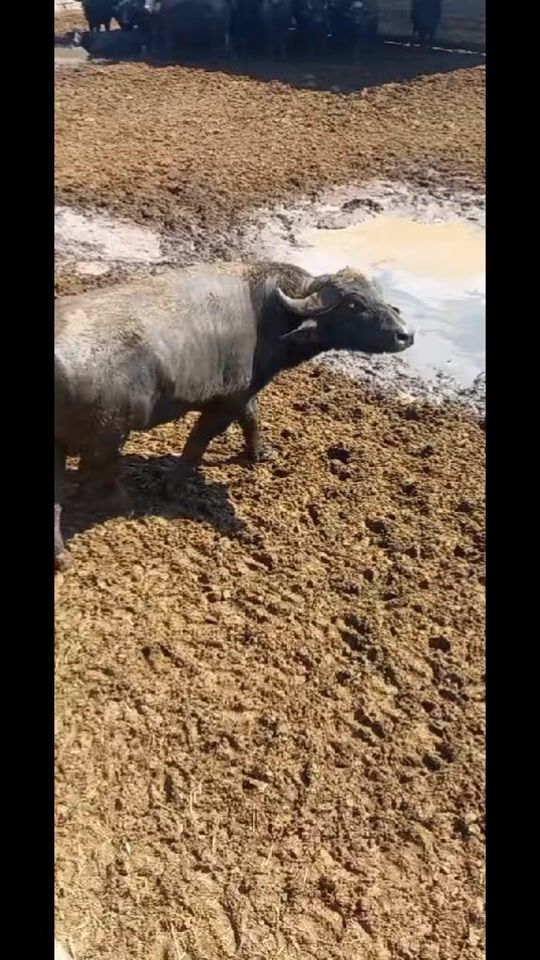 TikTok video thumbnail by user8701494243097