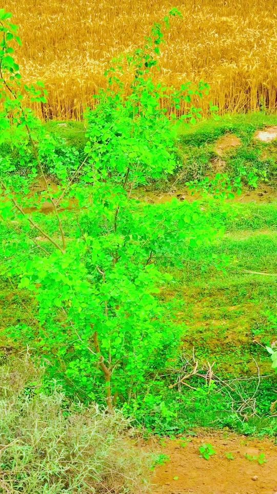 TikTok video thumbnail by pinda_wale510