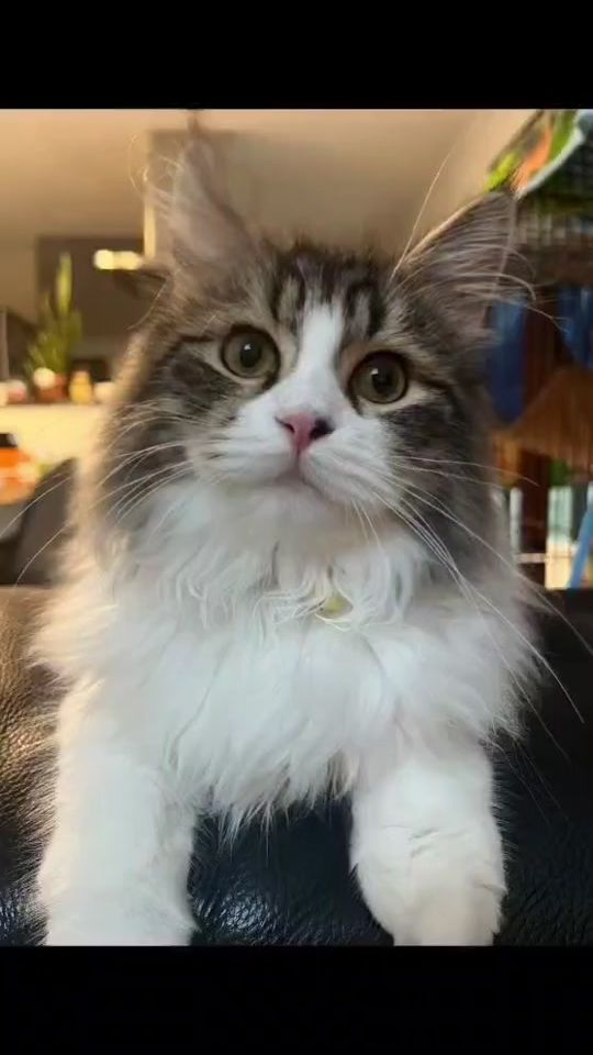 TikTok video thumbnail by _toumorocoshi