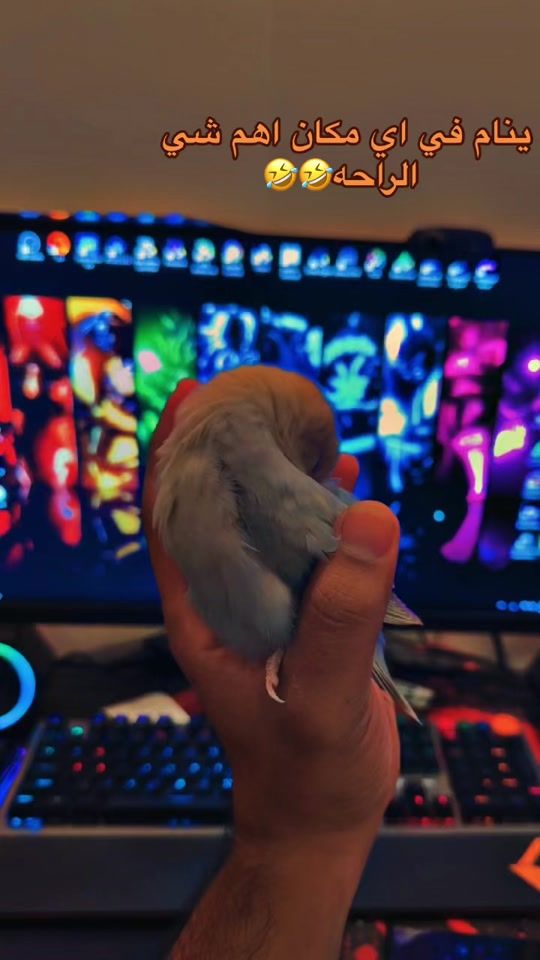 TikTok video thumbnail by ali.khader1407