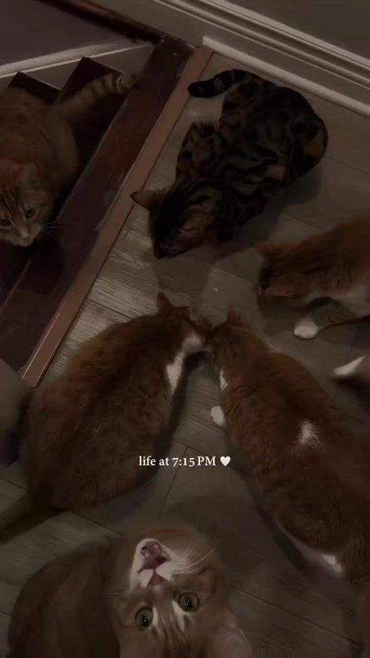 TikTok video thumbnail by babydollzofficial