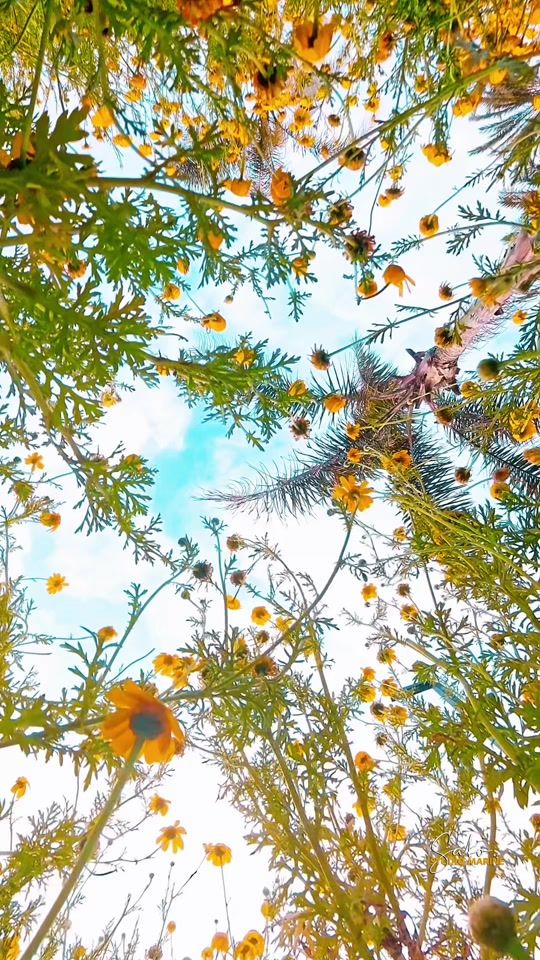 TikTok video thumbnail by almina.lb