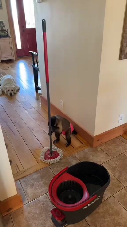 TikTok video thumbnail by animalsworld444