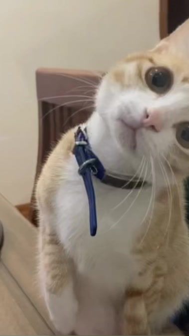 TikTok video thumbnail by betriet_gcshg