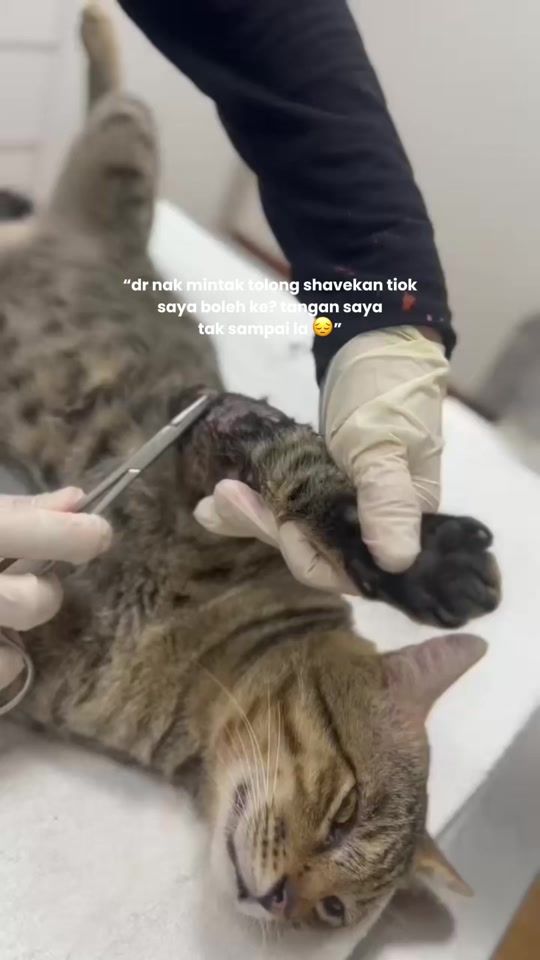 TikTok video thumbnail by ivetpetcare