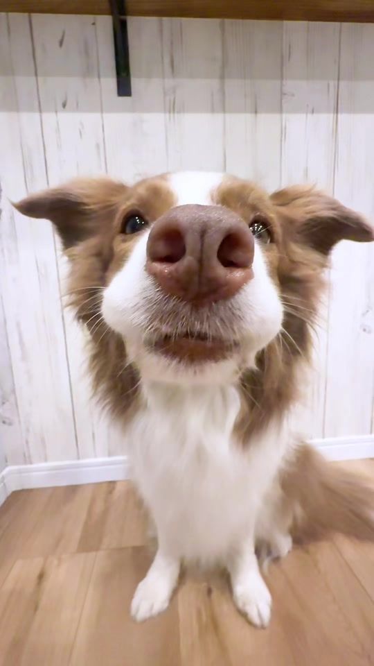 TikTok video thumbnail by lillie_bcl