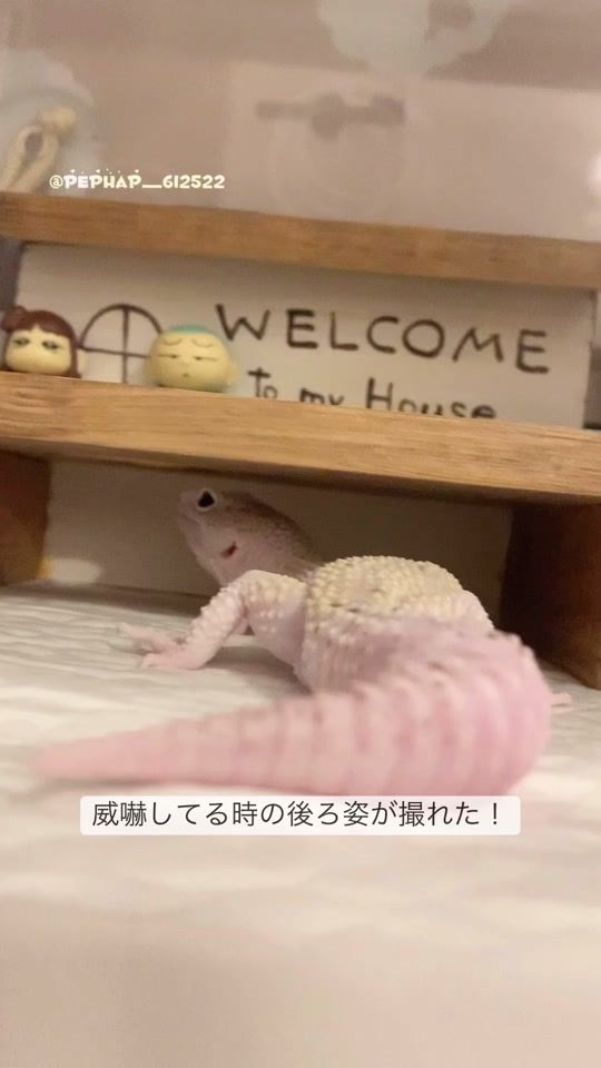 TikTok video thumbnail by pephap_612522
