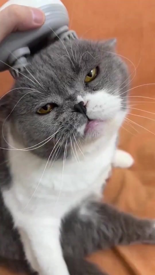 TikTok video thumbnail by petlove970