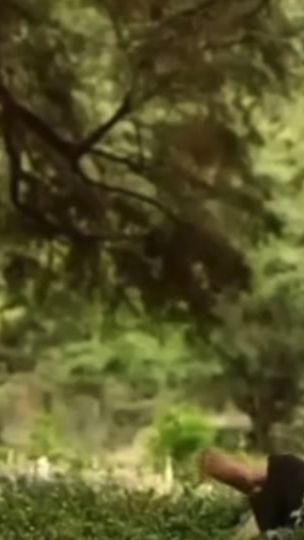 TikTok video thumbnail by seltonmello