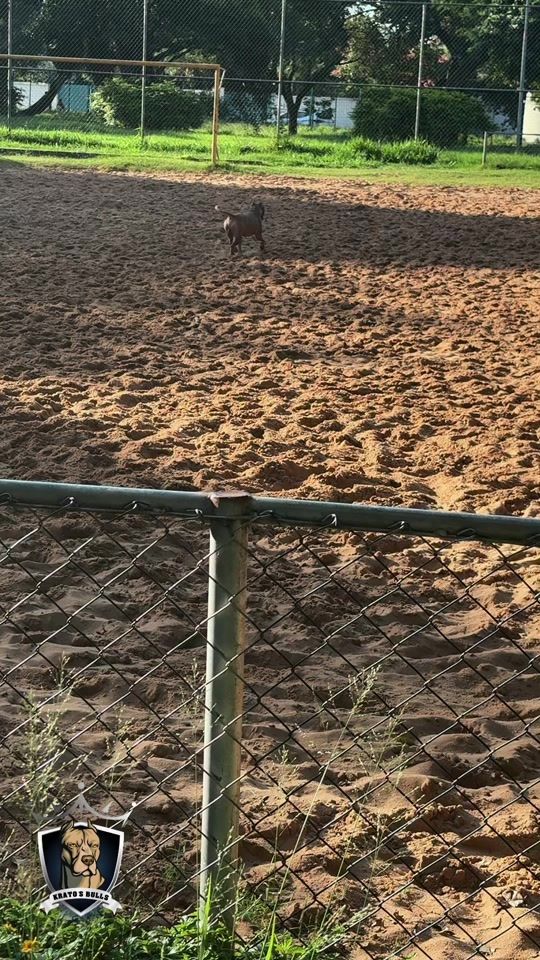 TikTok video thumbnail by krato_bull