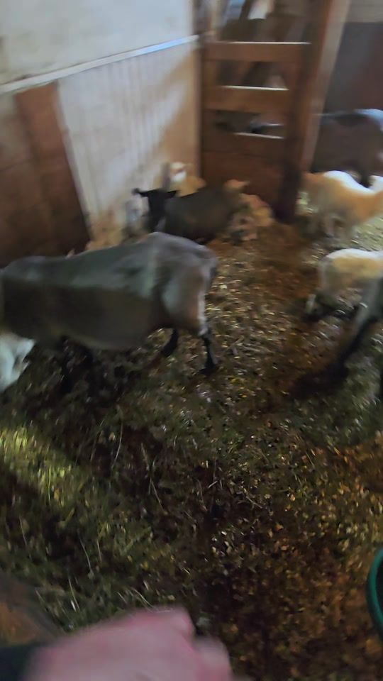 TikTok video thumbnail by elpantera083